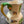 Load image into Gallery viewer, Royal Doulton Gaylady Pitcher - Big Reuse