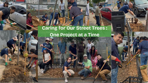 Caring for Our Street Trees – One Project at a Time - Big Reuse