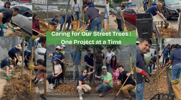 Caring for Our Street Trees – One Project at a Time - Big Reuse
