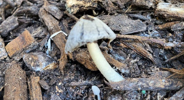 Countdown to Compost! - Big Reuse