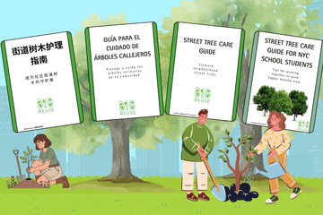 Fall in Love with Trees of NY - Big Reuse