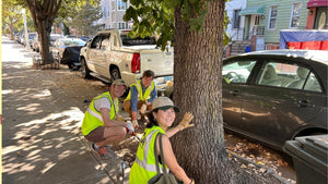 Street Tree Care in Action - Big Reuse