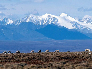 The Biden Administration is Canceling Oil & Gas Leases in Alaska! - Big Reuse