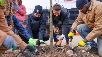 Tree Planting in 