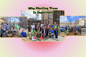 Why Planting Trees Is Important - Big Reuse