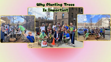 Why Planting Trees Is Important - Big Reuse