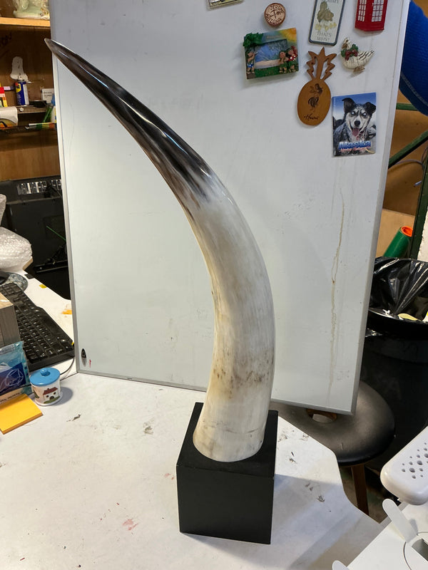 Mounted Bull Horn Taxidermy