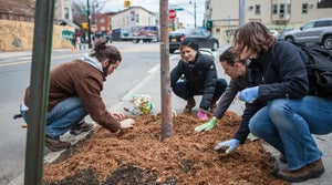 volunteers taking care of a tree in a city