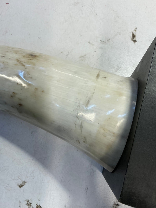 Mounted Bull Horn Taxidermy - Big Reuse