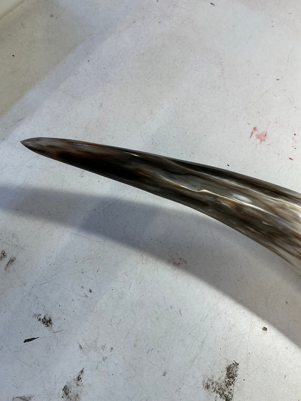 Mounted Bull Horn Taxidermy - Big Reuse