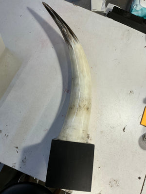 Mounted Bull Horn Taxidermy - Big Reuse